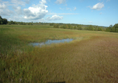 Cheboygan Wetland
